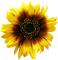sunflowers bp - png gratuito GIF animata