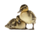 ducklings - png gratuito GIF animata