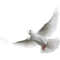 Dove - PNG gratuit GIF animé