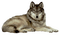 Wolf - PNG gratuit GIF animé