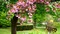 bg-spring-nature-flowers-minou52 - ücretsiz png animasyonlu GIF