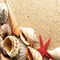 muschel shell shellfish coquille sea meer mer ocean océan ozean  fish  summer ete beach plage sand sable strand fond background - Free PNG Animated GIF