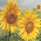 sunflowers bg transparent tournesol fond