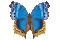 butterfly-papillon bicolore - GIF animé gratuit GIF animé