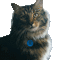 animals cats nancysaey - Δωρεάν κινούμενο GIF κινούμενο GIF