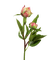 rose rose.Cheyenne63