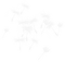 dandelion - PNG gratuit GIF animé