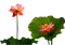 fleurs - darmowe png animowany gif