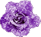 Animated.Rose.Purple - By KittyKatLuv65