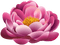 Kaz_Creations Flowers Flower - darmowe png animowany gif