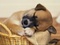 chiot qui dort - Free PNG Animated GIF