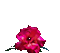 цветы - Darmowy animowany GIF animowany gif