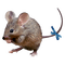 kikkapink mouse scrap deco - ingyenes png animált GIF