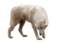 az loup wolf animaux animal - PNG gratuit GIF animé