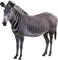 Zebra - PNG gratuit GIF animé