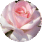 trandafir 15 - GIF animado grátis Gif Animado