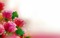 Fond rose fleur background flower pink - PNG gratuit GIF animé