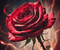 Red rose 1. - Безплатен анимиран GIF