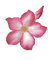 pink flower deco 3 - png ฟรี GIF แบบเคลื่อนไหว