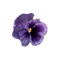 lila-flower1 - Free PNG Animated GIF