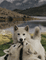 wolf laurachan - Nemokamas animacinis gif animuotas GIF