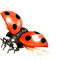 Kaz_Creations Ladybugs Ladybug