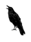 Raven - бесплатно png анимированный гифка