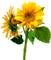 FLORES - 免费PNG 动画 GIF