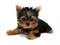 Kaz_Creations Dog Pup - png grátis Gif Animado