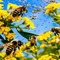 Bees and Flowers - png gratis GIF animasi