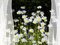 ventana y flores - Бесплатный анимированный гифка анимированный гифка