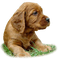 dulce cães - PNG gratuit GIF animé