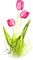 Tulips.Pink - bezmaksas png animēts GIF