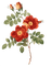 kikkapink red rose roses flowers spring summer - PNG gratuit GIF animé