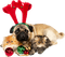 Kaz_Creations Dog Cats Kittens Christmas - besplatni png animirani GIF