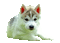 Kaz_Creations Animated Dog Pup - Free animated GIF Animated GIF