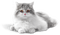 MMarcia gato chat - 無料png アニメーションGIF