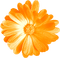 Flower.Orange - nemokama png animuotas GIF
