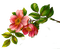 fleurs - zdarma png animovaný GIF