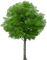 Baum - png gratuito GIF animata