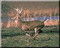 deer - Gratis geanimeerde GIF geanimeerde GIF