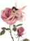 pinkrose fairy - png gratis GIF animado