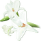 soave deco branch flowers spring lilies white - png grátis Gif Animado