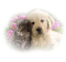 chiot ** - Free PNG Animated GIF