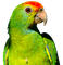 Kaz_Creations Parrot Bird