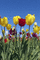 Tulipany - GIF animé gratuit GIF animé