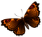 papillon - PNG gratuit GIF animé