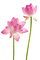 nbl-lotus - PNG gratuit GIF animé