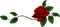 rose - darmowe png animowany gif