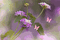 MMarcia gif flores - Darmowy animowany GIF animowany gif